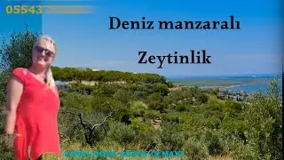 BALIKESİR MİSAKÇADA 2750 M2 SATILIK ZEYTİNLİK