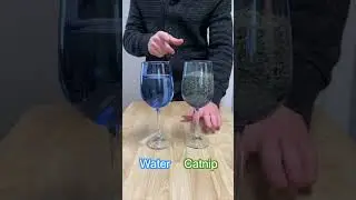 Catnip Vs Water