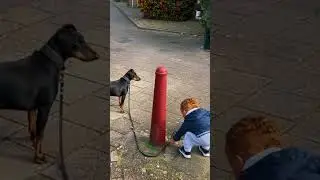 O cachorro farmou muita aura!!