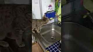 лакает из под крана