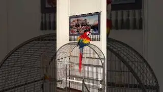 Qizil Araa🦜 - Красный араа 🦜