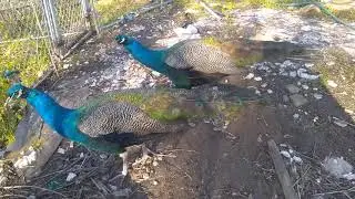 Peacocks with the New Puppy