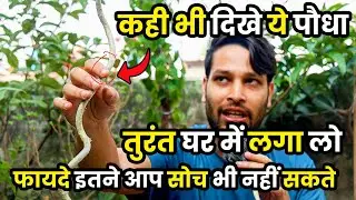 YE PLANT KAHI BHI DIKHE TURANT LE AAYEN | GILOY PLANT KE FAYDE | गिलोय | GARDENING | Daily Vlogs