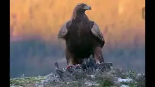 KAYA KARTALLARI 