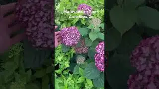 Мой питомник растений