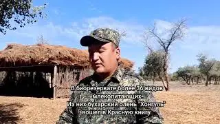 Биорезерват при ЮНЕСКО в Каракалпакстане: безводье, угроза животным и выхлопы цементного завода.