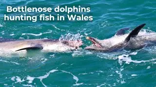Dolphins Hunting Fish | Cardigan Bay, Wales