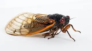 Cicada sounds and hearing disorders