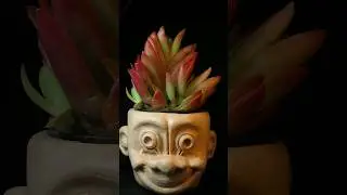 Troll Head Planter 🪴