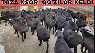 SIM JUN QAOZILAR UDARLARI KELDI ☎️+998905351083