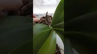 Как заставить цвести ОРХИДЕИ /фаленопсис/.Мой опыт.Применение Живы.