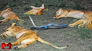 MENGERIIKAAAN!! Momen Ular Berbisa Bertarung Melawan Singa, Hyena & Harimau, Pertarungan Hewan Buas