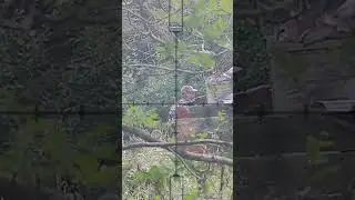 Ear Protection Was A GOOD Call (Airsoft Sniper HEADSHOT)