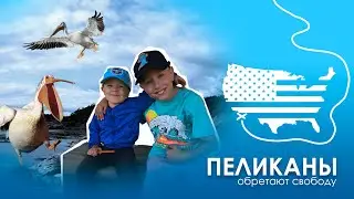 Свободные пеликаны Америки.