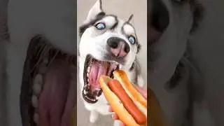 Normal dogs vs Huskies🤣🐕#shorts #dog #doglover #dogs #husky #huskydog