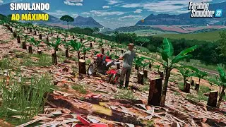 Vida de colono | Cultivando bananas em Santa Catarina | Farming simulator 22