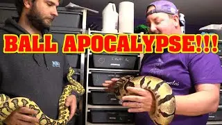 Are we in a BALL PYTHON APOCALYPSE? Morph Market weighed in on FACEBOOK, is market great, or DOOMED?