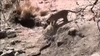 Видео новинка про бой между леопардом и питоном!