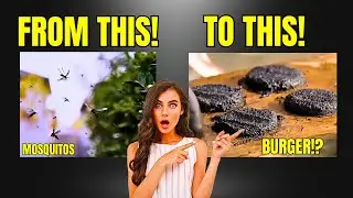 Mosquito Burger: The Disgusting Delicacy or Future Superfood?