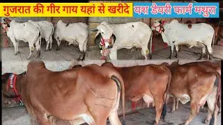 गुजरात की गीर गाय यहां से खरीदे !! Gir Cow For Sell #Gircow #gircowforsale 