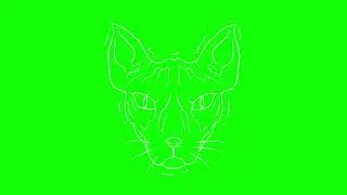 GREEN SCREEN CATS FREE FOR VIDEOS 105 - Green Screen Effects