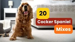 20 Cocker Spaniel Mixes: The Cutest Crew You'll Ever See!