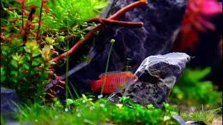 #Dwarf Gourami on #Aquascape planted tank