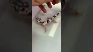 Ящерица орет)) геккон пищит