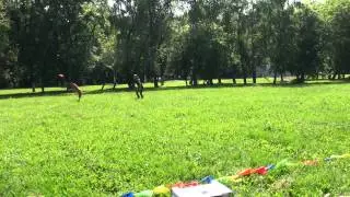 Фризби Фристайл Лена и Ульман Прогресс