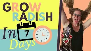 Grow Radish Indoors | Medium To Harvest | Walkthrough | scMicroGro