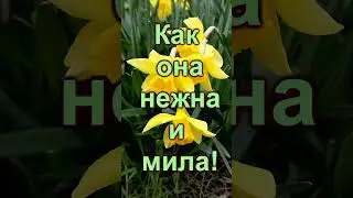 Весна пришла, встречайте! Инструментальная музыка