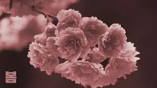 Nao - 봄 (Spring)