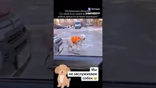 собака поводырь