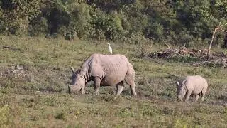 Great Indian One Horned Rhinoceroses- Kaziranga National Park, Assam, India