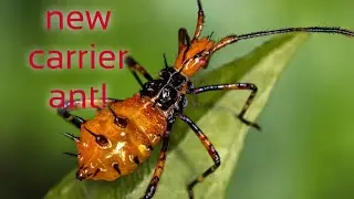 New carrier ant! Leptoglossus Phyllopus〡The Ants: Underground Kingdom