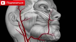 Почему медицина любит лечить, но не излечивать?(12+), ч.3