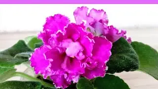 NEW VARIETY OF VIOLETS IN MY COLLECTION/ Brief Description of Varieties of Violets.
