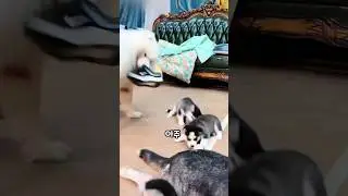뒤통수를 아주 제대로 한방 얻어맞은 아기 댕댕이는 🐾👀 #shorts #cute #animals #아기댕댕이 #아기강아지 #pets