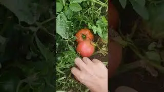 Дачные урожай помидора 17 августа 2024 г.