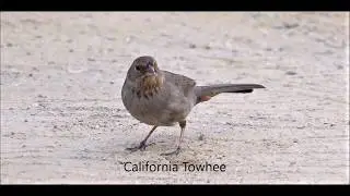 Bird Watching & Photography at  Lake Hodges, Escondido, CA