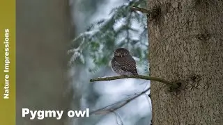 Nature impression | Kuvičok vrabčí  | Pygmy owl