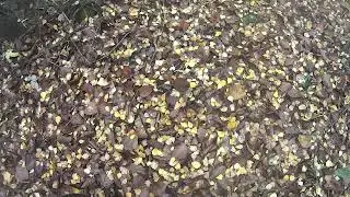 неудача с вальдшнепом