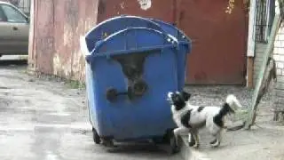 Собака прыгает.
