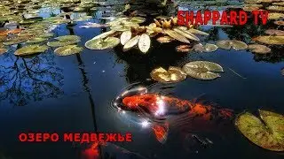 Русская рыбалка 4. Оз. Медвежье. РОЗЫГРЫШ НАЖИВКИ и БЛЕСЕН!!!!