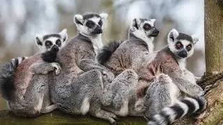 Madagascar Tour - The Lost Continent