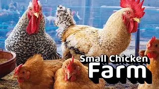 My chicken Small Farm ।  Feeding chickens ।  My chicken farm work