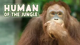 10 Interesting Facts About Orangutans - Encyclopedia About Animals