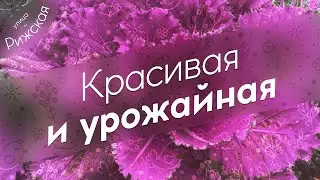 Красивая и урожайная 🥬 Декоративная капуста