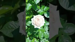 24 июля 2024 г.