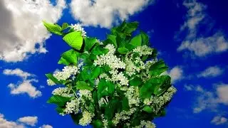 ЗРЕЛКИ